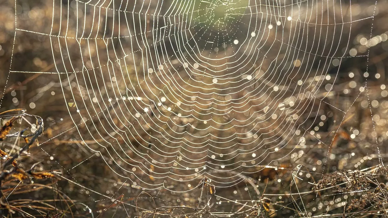 動画の画面。朝露のついた蜘蛛の巣の写真が出ている場面